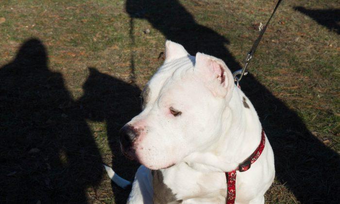 ‘Amazing Dog’ Abandoned in Connecticut, Owner Reveals the Reason Why