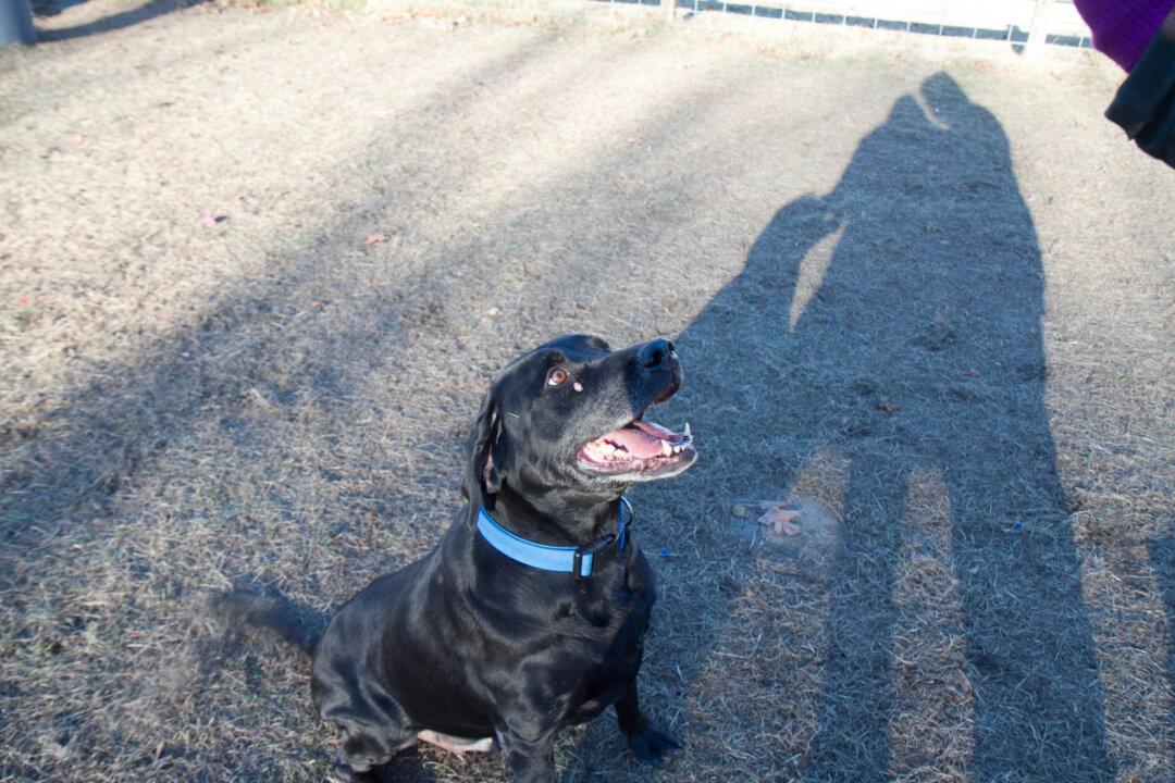 Lost Dog Comes Home, Brings Another Dog and a Goat, Man Says