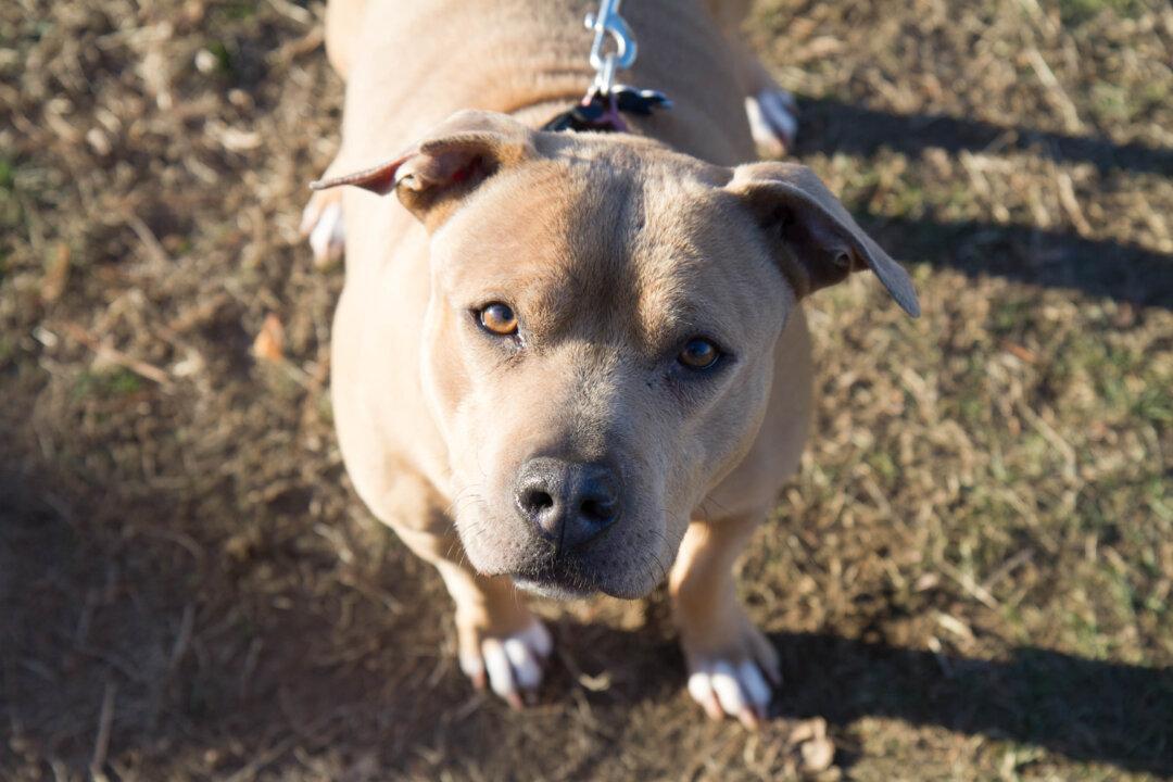 Australian State Plans to Ban 5 Dangerous Dog Breeds