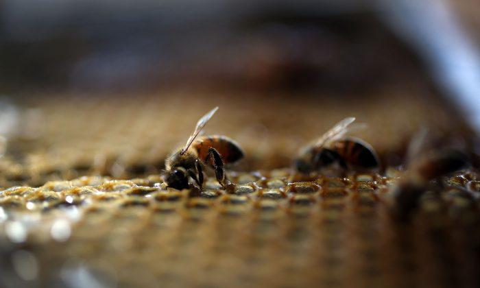 Refugee Bees Rescued and Given Help by United Nations Program