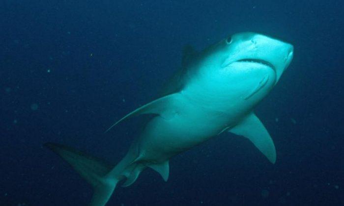 Sand Tiger Shark Nursery Found Off New York Coast