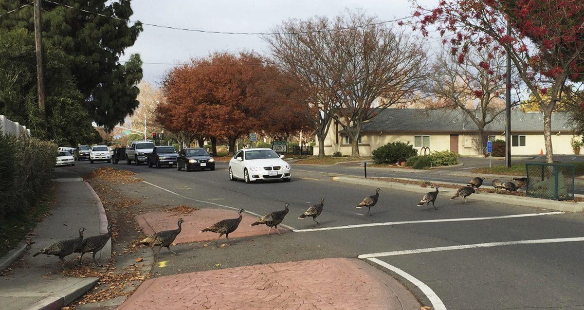 Traffic stops at an intersection as wild turkeys cross the street in Davis, Calif., on Jan. 8, 2016. (Mike Pechner via AP)