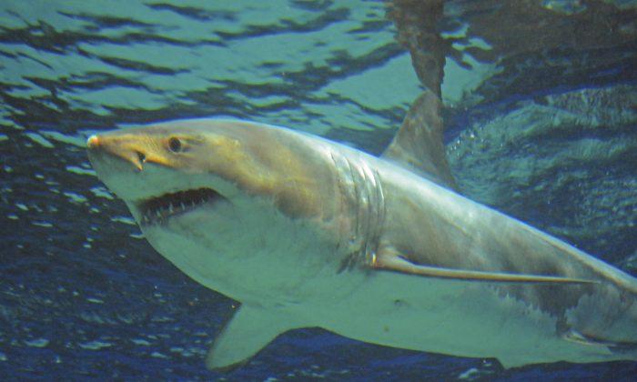 Great White Shark Dies After Just Three Days at Okinawa Churaumi Aquarium in Japan