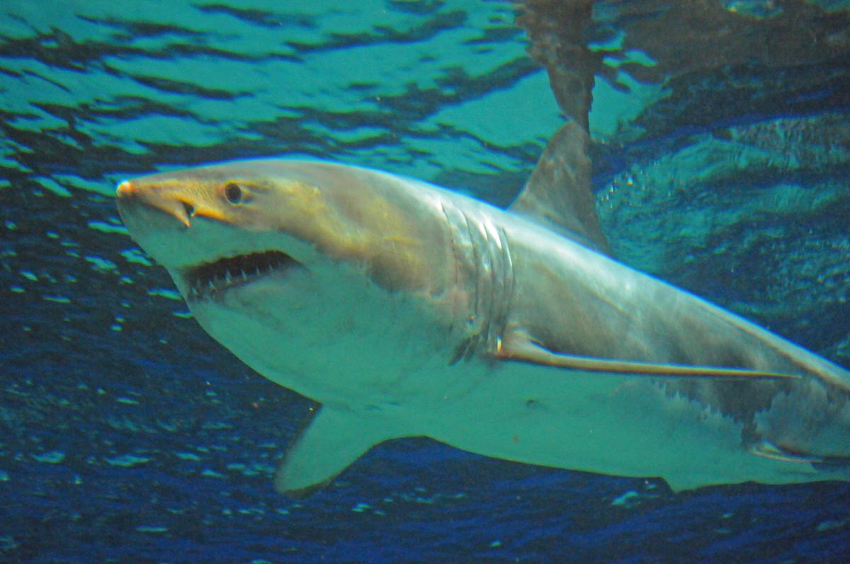 Great White Shark Dies After Just Three Days at Okinawa Churaumi Aquarium in Japan