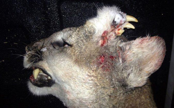 Strange Cougar With Teeth Growing Out of Its Head Found in Idaho