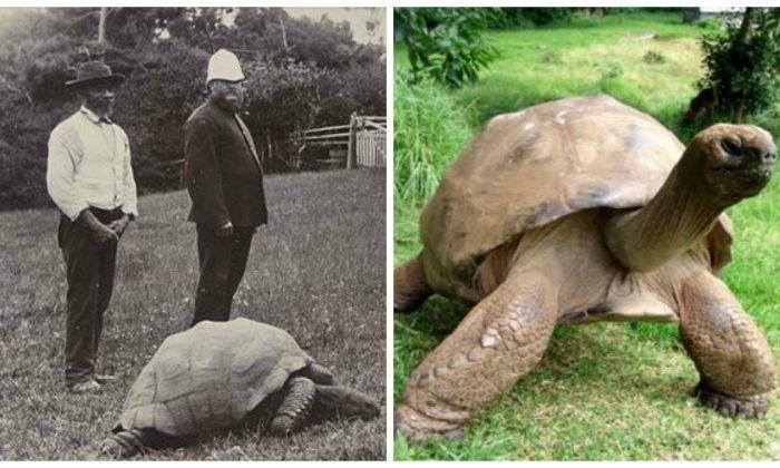 Giant Tortoise Jonathan, World’s Oldest Living Animal, Put on New Diet at Age 183