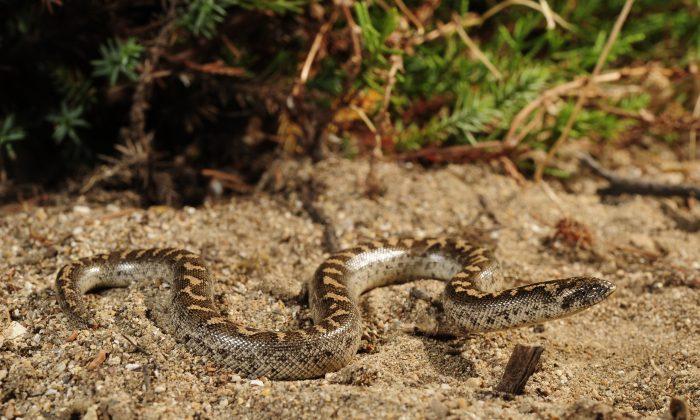 Researchers Rediscover Species of Snake Used as Weapon in Ancient Greece
