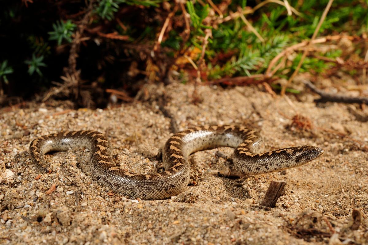 Researchers Rediscover Species of Snake Used as Weapon in Ancient Greece