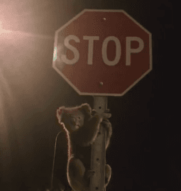 Image of Koala Climbing Stop Sign in Australia Goes Viral (Video)