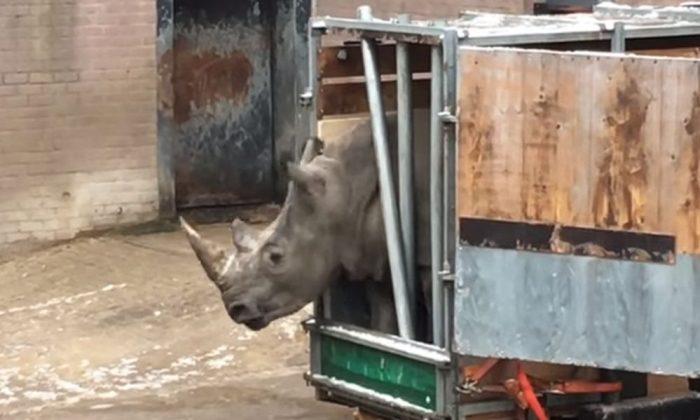 Video Shows Rhino Trying to Break Out of Its Cage in Holland