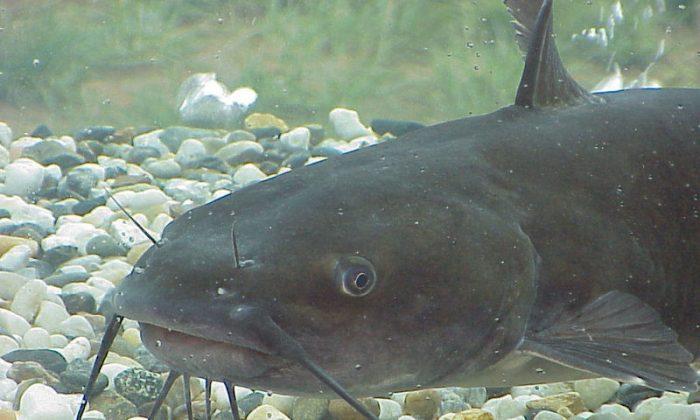 Woman Rushed to Brazil Hospital After Catfish Lodges Itself in Her Stomach