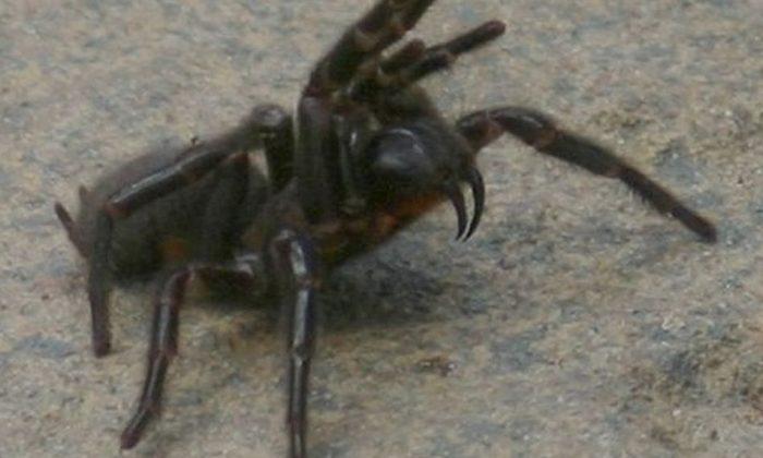 Killer Funnel Web Spider Appears in Children’s Pool