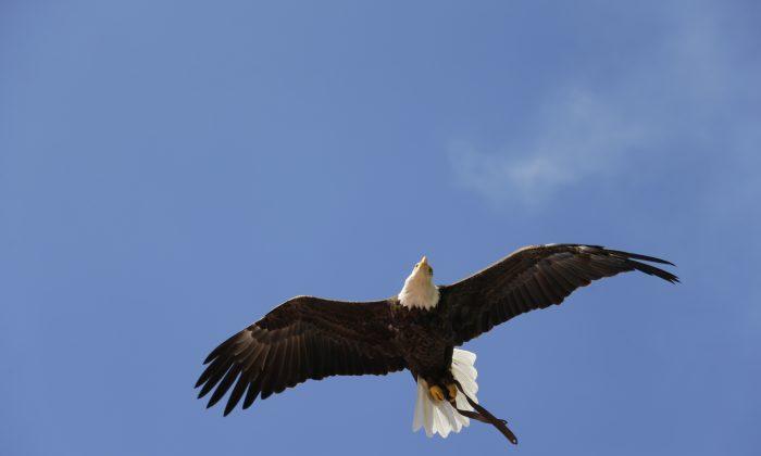 Over 70 Bald Eagles Spotted in Seneca Falls, New York at Wildlife Refuge