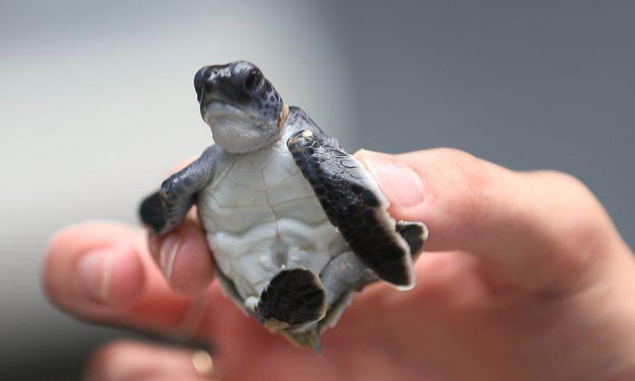 More Than 600 Turtles Rescued From Cold Waters Off Coast of North Carolina