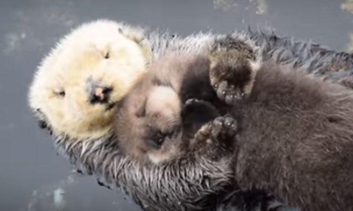 Otter Mother and Baby Embrace at Monterey Bay Aquarium