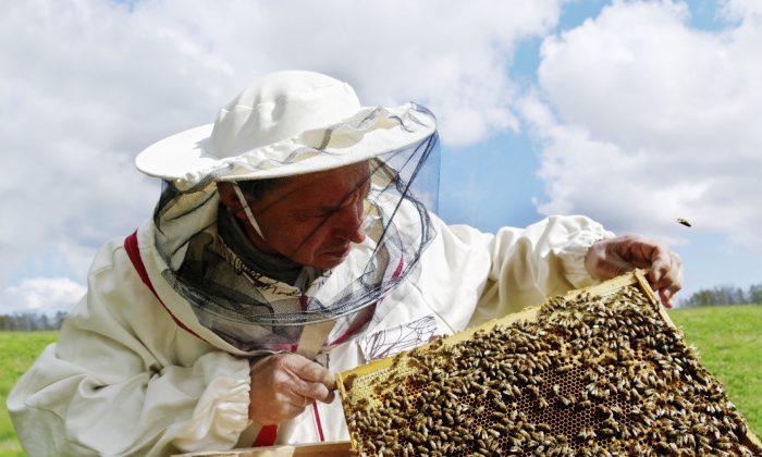 Give Bees a Chance: The Ancient Art of Beekeeping Could Save Our Honey (And Us Too)