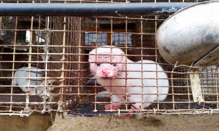 Animal Rights Group Says Shawano County, Wisconsin Fur Farm Improperly Euthanized Minks