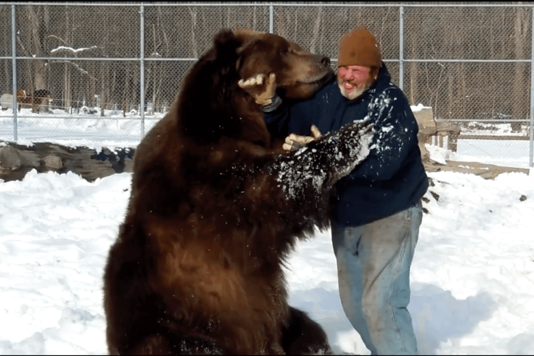 Watch This Wildlife Worker Hug a 1,500 Pound Kodiak Bear (Video)