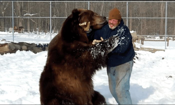 Watch This Wildlife Worker Hug a 1,500 Pound Kodiak Bear (Video)