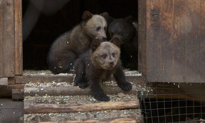 Viral Photos Show Brown Bear Cub Appearing to Strike Tai Chi Poses