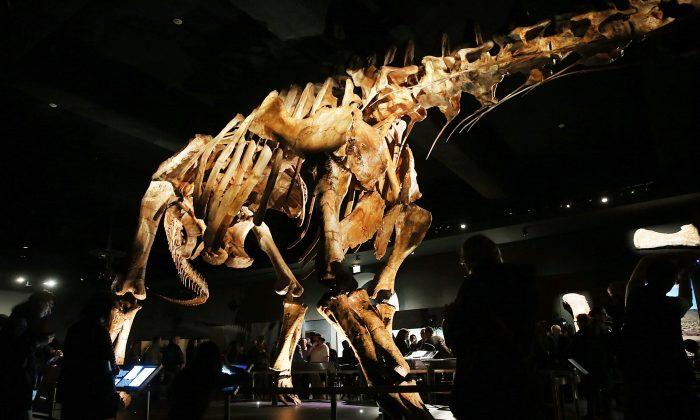 Exhibit Opens for Titanosaur, One of the Largest Dinosaurs Ever