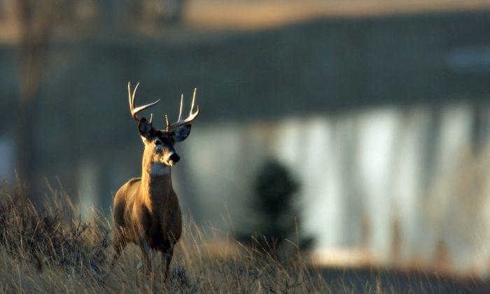 Farmer Loses Deer, Boar When Hunting Preserve Fences Are Cut
