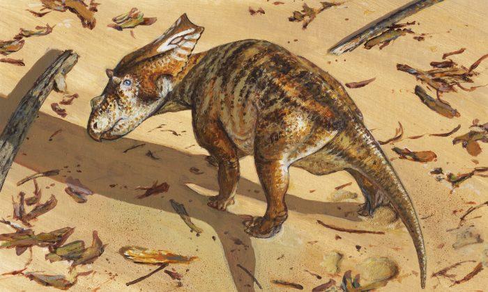 Findings on Fossil of 75 Million-Year-Old Baby Dinosaur Released