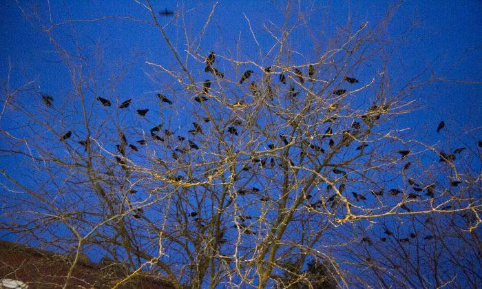 Middletown Crows an Uninvited Guest