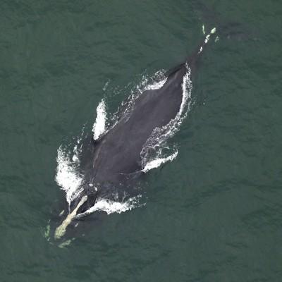 Endangered Right Whale Sighting in Folly Beach, South Carolina Confirmed by Researchers