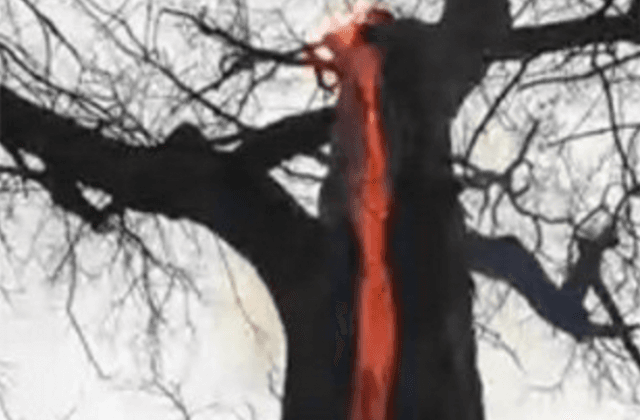 Hikers In Ohio Stumble Across So-Called ‘Devil Tree’