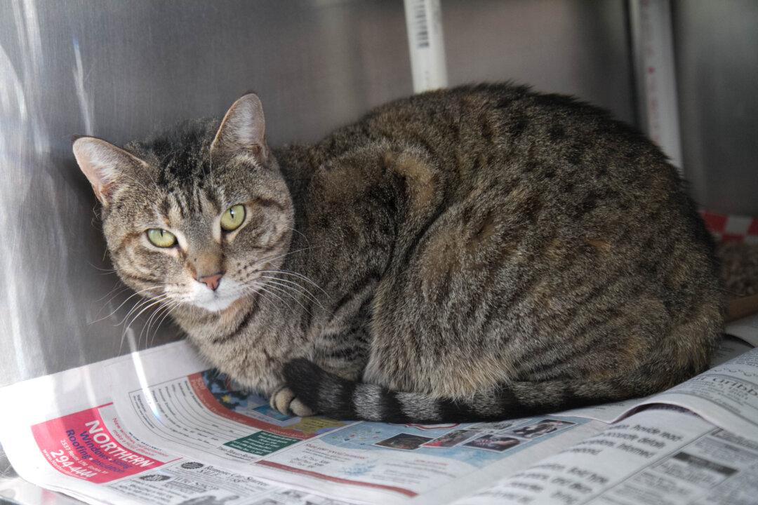 Sick Kitty: NYC Quarantines 500 Felines Fearing the Flu