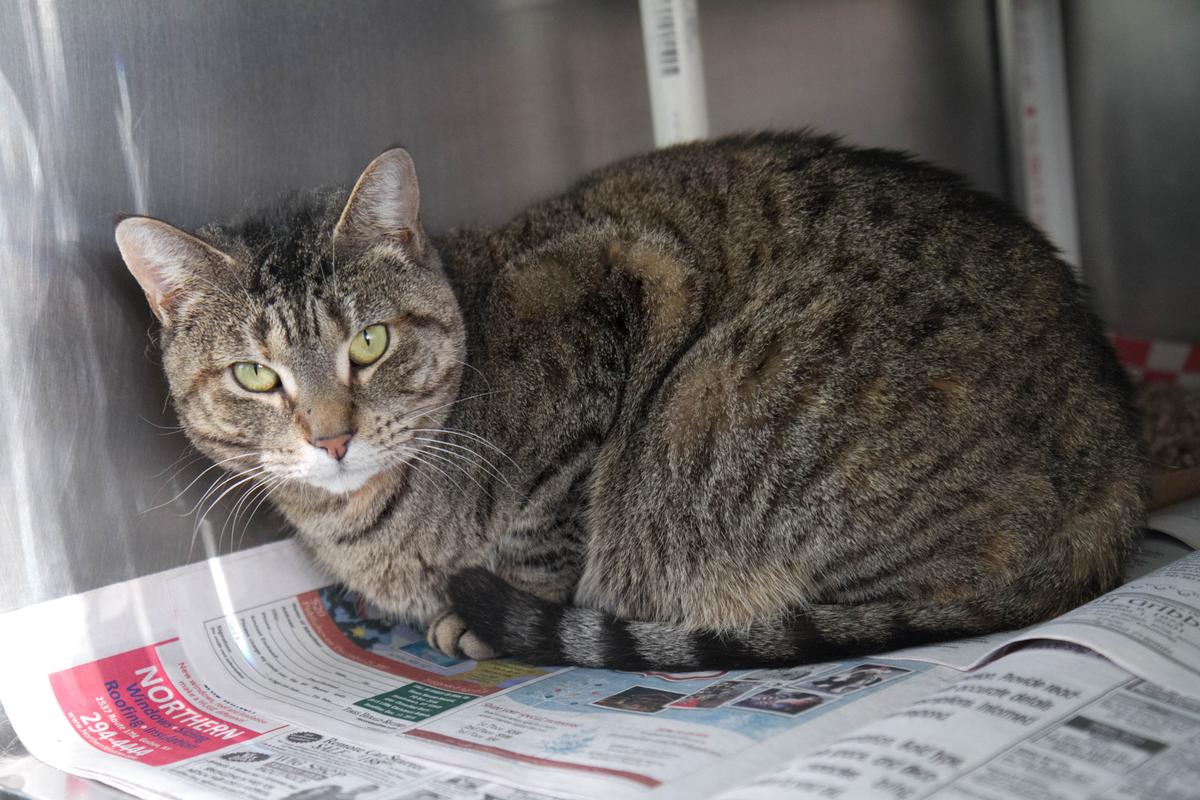 Sick Kitty: NYC Quarantines 500 Felines Fearing the Flu