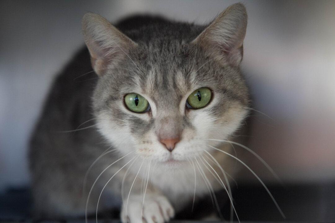 Photo Gallery: Cats of the Humane Society of Port Jervis and Deerpark