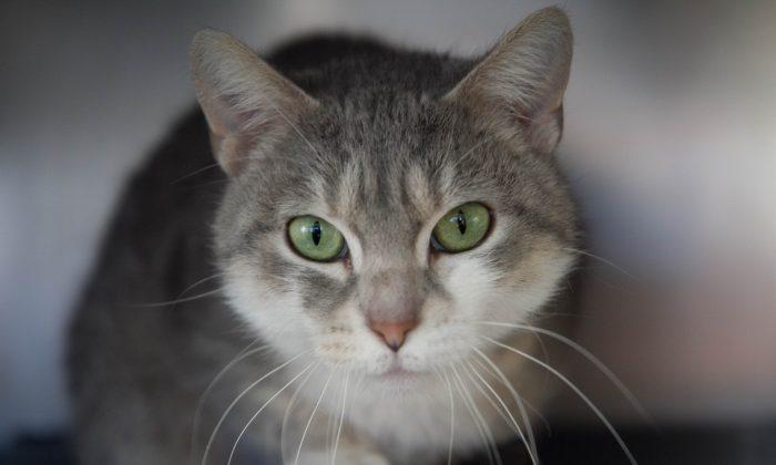 Photo Gallery: Cats of the Humane Society of Port Jervis and Deerpark
