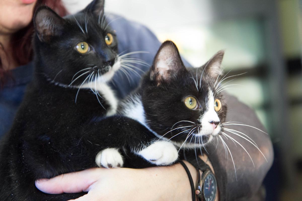 Oceanside Man Gets 8 Years in Prison for Torturing and Killing 10 Cats