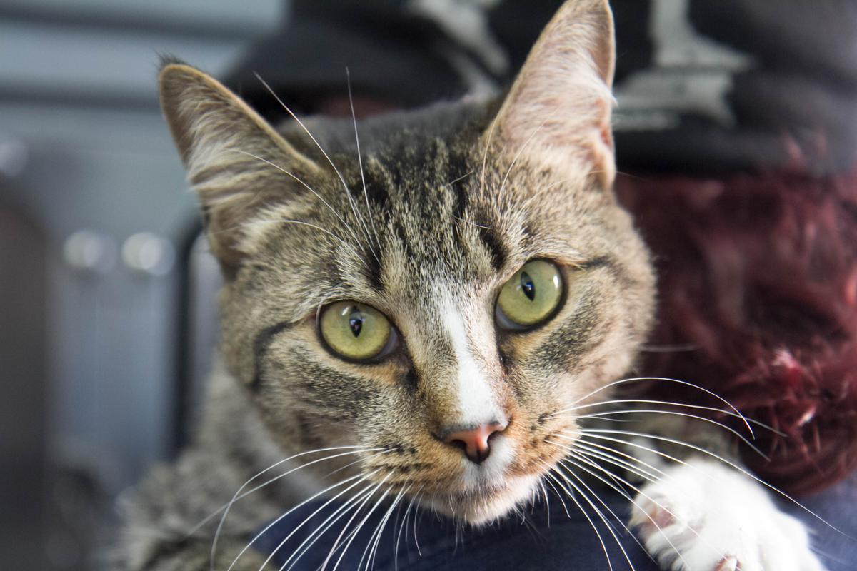 20-Year-Old Man Accused of Torturing, Killing Cats He Bought on Craigslist: Reports