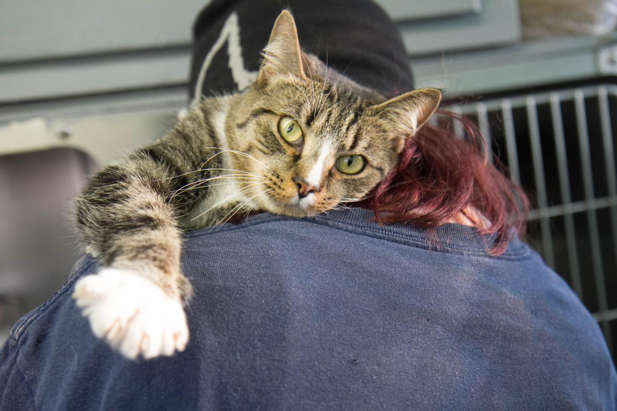 Free Rabies Vaccination Clinic for OC Pets to Be Held Oct. 16