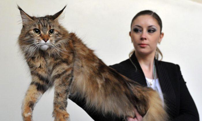 San Jose, Calif. Residents Mistake Neighbor’s 27-Pound, 4-Foot-Long Cat for Wild Animal