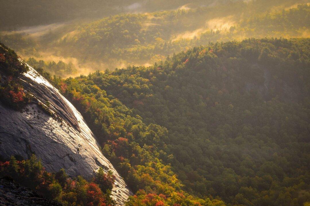 5 Trends That Will Define the World’s Forests in 2016
