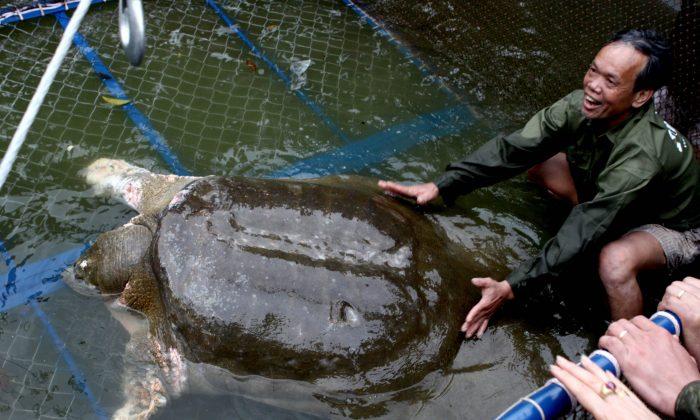 Vietnamese Giant Softshell Turtle, Only One of Four Left on Earth, Dies in Lake