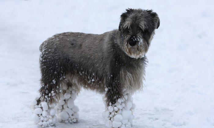 Maryland Pet Owners Could Face a $500 Fine for Leaving Animals Outside During Cold Weather