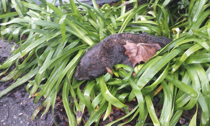 Baby Fur Seal Found in Bushes at California Business Park