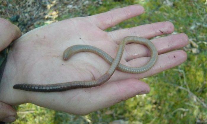 Largest Earthworm in the UK Found on Scottish Island of Rùm, Study Says