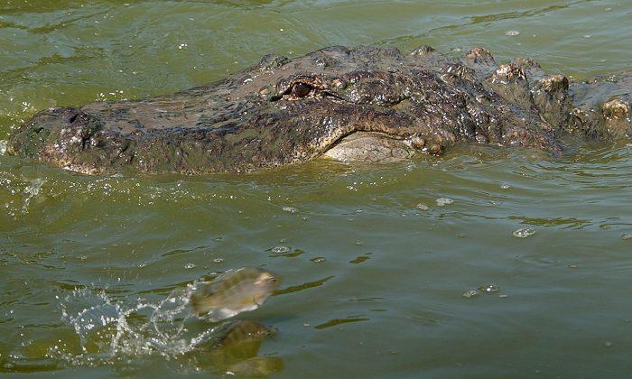 Crocodile Takes Morning Dip in Florida Keys Swimming Pool