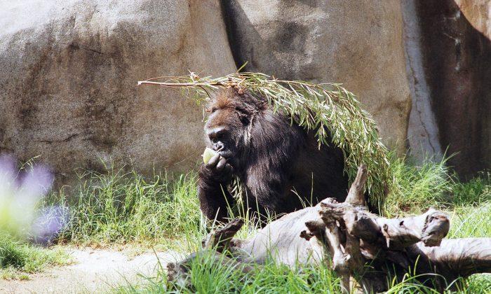 Los Angeles Zoo Worker Hospitalized After Falling Into Gorilla Enclosure