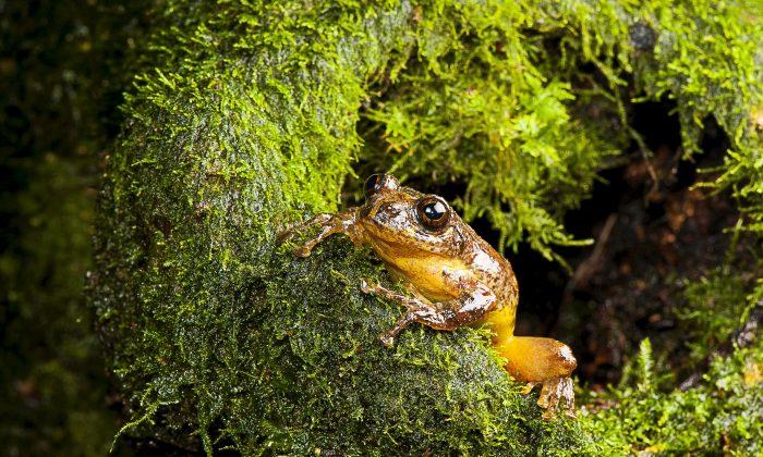 Rare Tree Frog Rediscovered After 150 Years, Eats Its Mother’s Eggs