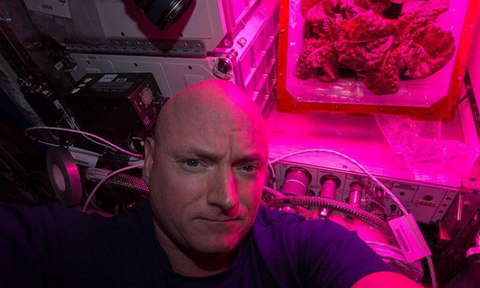 First Flower Blooms in Space, Key to Living on Mars