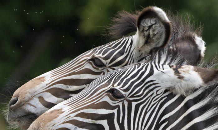 Study: Mystery Behind Zebra Stripes Solved, They Are Not for Camouflage