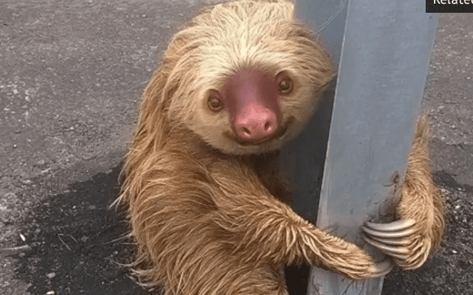 The Most Adorable Sloth Ever Stranded on Highway Goes Viral (Video)