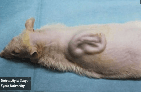 Human Ear Grown on a Rat’s Back (Video)